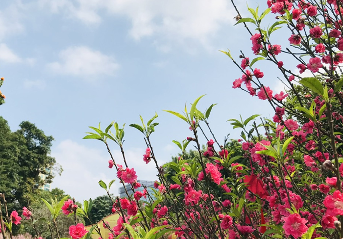 Một mùa Xuân mới đã về Một mùa Xuân mới đã về