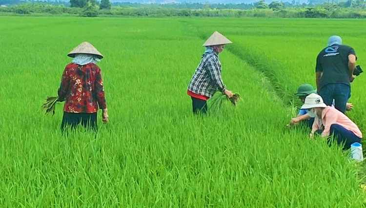 Đẩy mạnh phòng trừ sinh vật gây hại