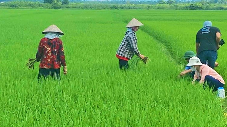 Đẩy mạnh phòng trừ sinh vật gây hại