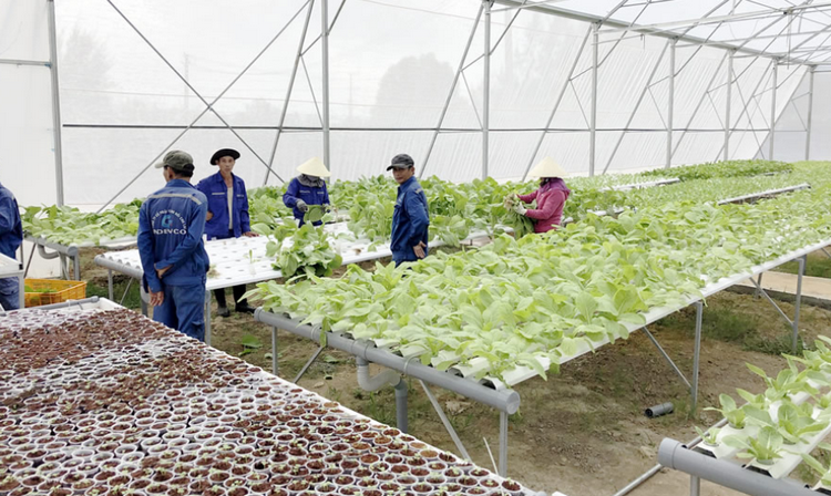 Đà Nẵng thúc đẩy chuyển đổi sang mô hình nông nghiệp thông minh Đà Nẵng thúc đẩy chuyển đổi sang mô hình nông nghiệp thông minh