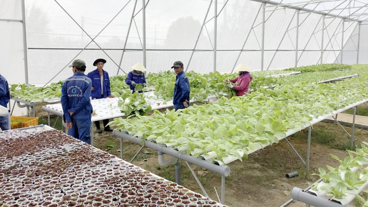 Đà Nẵng thúc đẩy chuyển đổi sang mô hình nông nghiệp thông minh