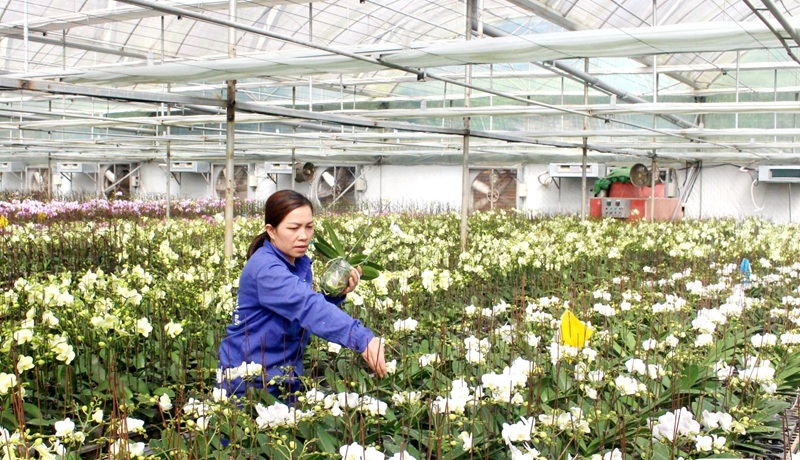 Sơn La hướng mục tiêu hình thành 21 vùng nông nghiệp ứng dụng công nghệ cao