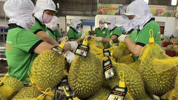 Giá sầu riêng tăng vọt sau Tết, doanh nghiệp đẩy mạnh gom hàng phục vụ xuất khẩu