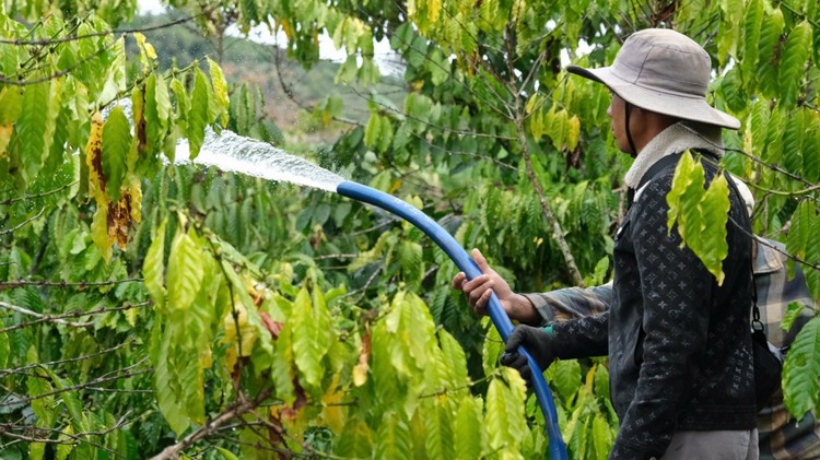 Lâm Đồng: Đảm bảo nguồn nước tưới cho cây cà phê
