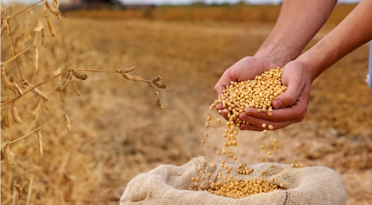 Mỹ lên kế hoạch mở rộng diện tích trồng đậu tương