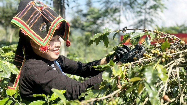 Kỳ vọng cà phê trở thành cây kinh tế chủ lực ở Mường Luân