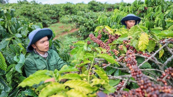 Giá cà phê hôm nay 28/2: Tây Nguyên đảo chiều giảm, thị trường thế giới phân hóa mạnh