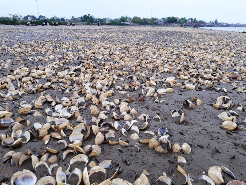 Đã xác định được nguyên nhân ngao chết hàng loạt ở Hà Tĩnh