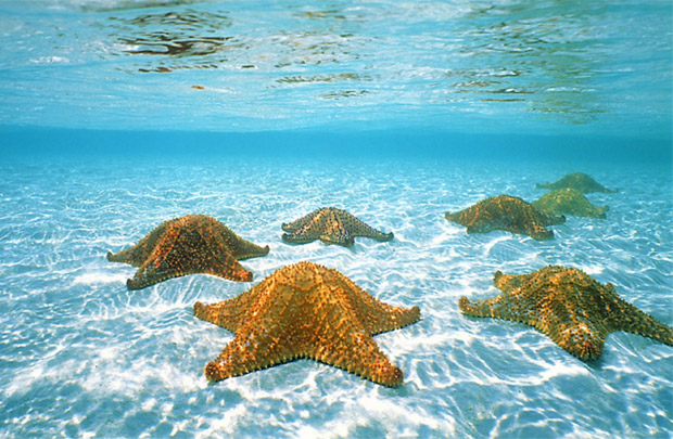 Liên Hợp Quốc kêu gọi toàn cầu bảo vệ "sức khỏe" của các đại dương Liên Hợp Quốc kêu gọi toàn cầu bảo vệ "sức khỏe" của các đại dương