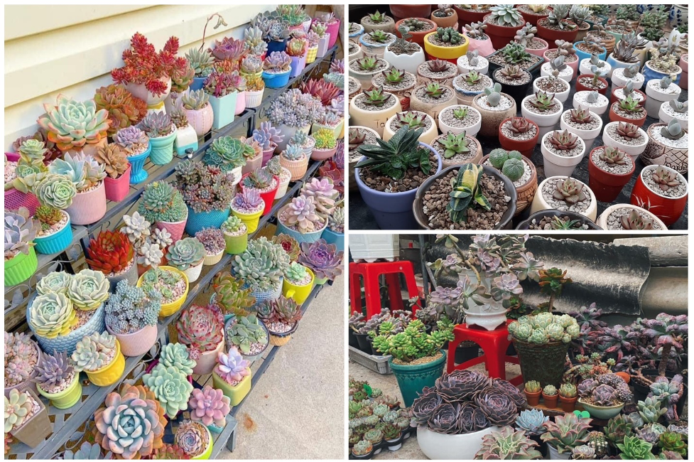 Thị trường quà tặng 8/3: Hoa tươi, hoa “ăn được” hút khách Thị trường quà tặng 8/3: Hoa tươi và hoa “ăn được” hút khách