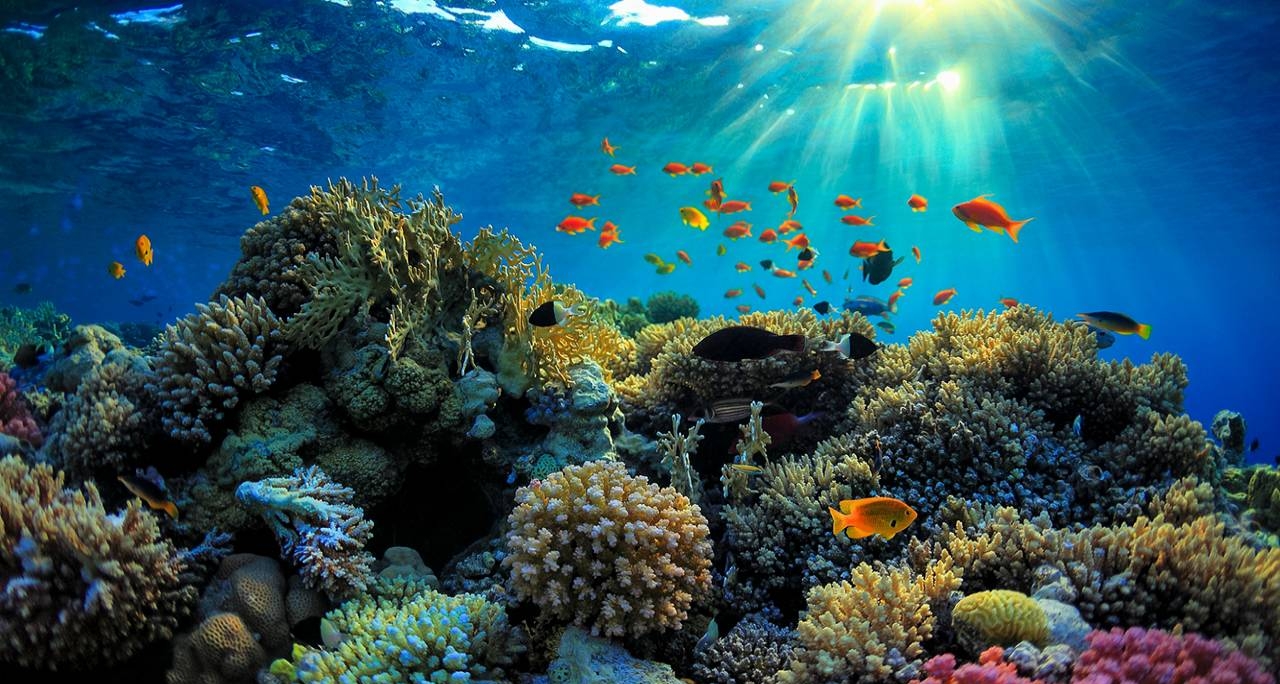 Bảo vệ đại dương - “Kho báu” của Trái Đất