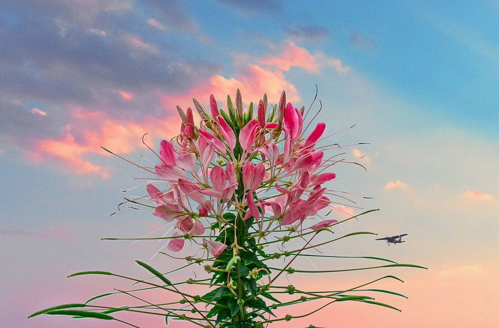 Tử vi 12 con giáp Tử vi ngày 8/3/2023: Tuổi Ngọ sắp có tin vui, tuổi Dậu nên cảnh giác cao