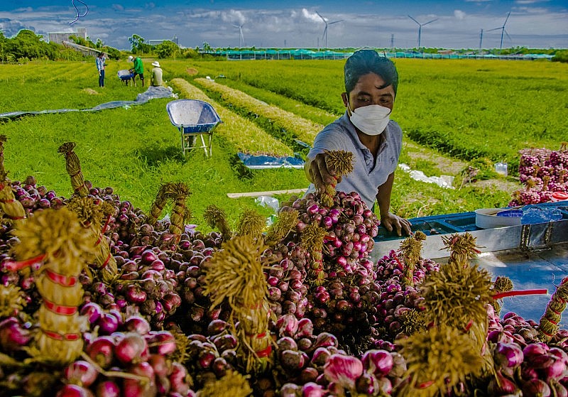 Trung Quốc là thị trường nhập khẩu hành, hẹ, tỏi lớn nhất của Việt Nam Trung Quốc là thị trường nhập khẩu hành, hẹ, tỏi lớn nhất của Việt Nam