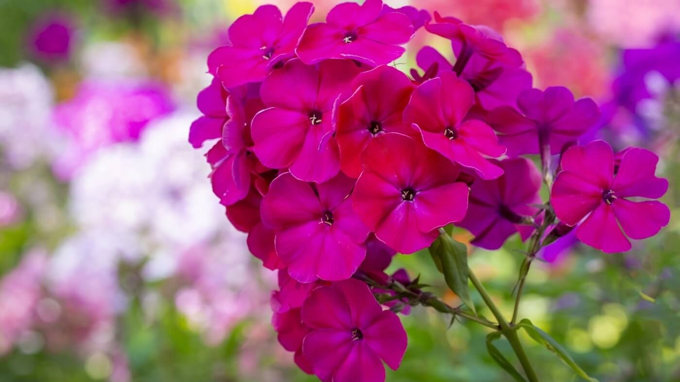 Tử vi ngày 21/3/2023: Tuổi Tý thu được lợi về, tuổi Ngọ tình duyên thăng hoa