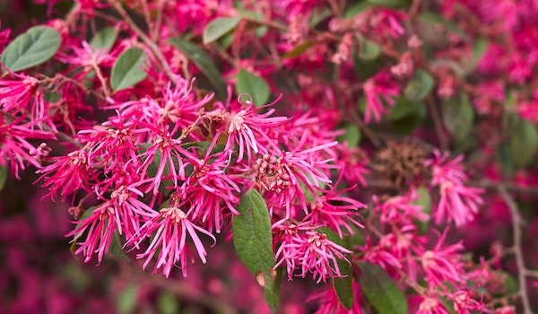 Tử vi ngày 26/3/2023: Tuổi Mão khai phá tiềm năng, tuổi Hợi vượng vận quý nhân Tử vi ngày 26/3/2023: Tuổi Mão khai phá tiềm năng, tuổi Hợi vượng vận quý nhân