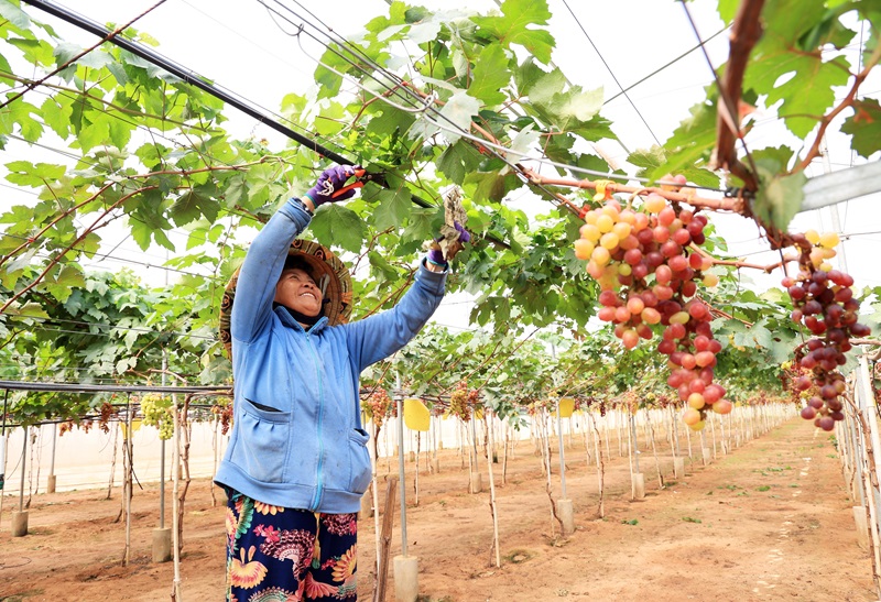 Bình Thuận mở rộng diện tích vùng nông nghiệp ứng dụng công nghệ cao Bình Thuận mở rộng diện tích vùng nông nghiệp ứng dụng công nghệ cao