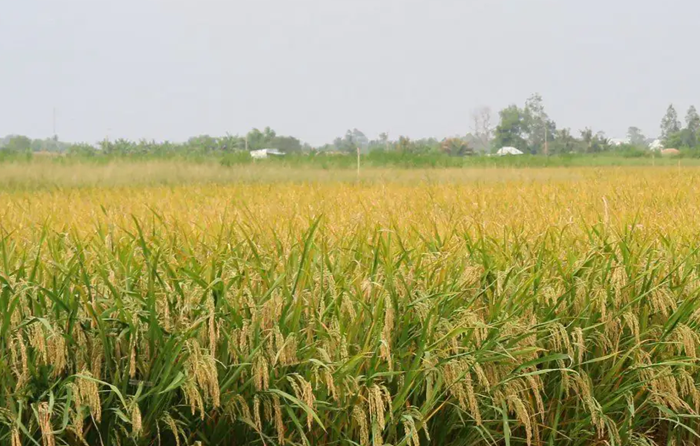 Thí điểm mô hình “canh tác lúa hiệu quả cao, phát thải thấp” ở đồng bằng sông Hồng Thí điểm mô hình “canh tác lúa hiệu quả cao, phát thải thấp” ở đồng bằng sông Hồng