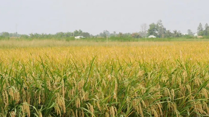 Thí điểm mô hình “canh tác lúa hiệu quả cao, phát thải thấp” ở đồng bằng sông Hồng