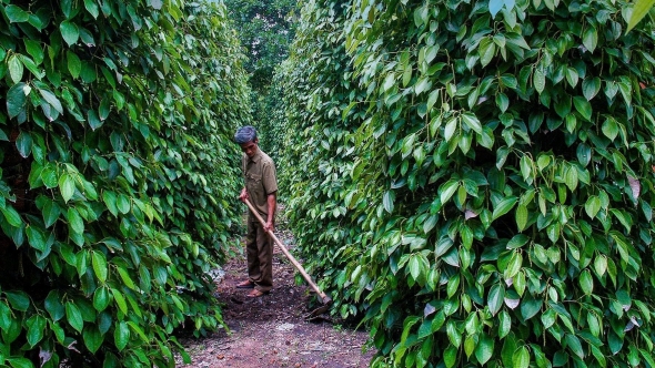 Giá tiêu hôm nay 1/3: Nội địa điều chỉnh giảm, thị trường bước vào giai đoạn giằng co