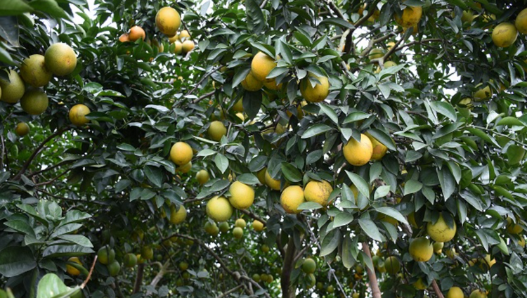 Chú trọng xây dựng mô hình kinh tế xanh, nâng cao thu nhập cho người dân Chú trọng xây dựng mô hình kinh tế xanh, nâng cao thu nhập cho người dân