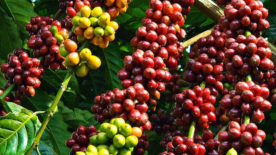 Giá cà phê hôm nay 2/3: Arabica lao dốc do tồn kho tăng, thị trường trong nước giảm nhẹ nhưng vẫn ở vùng cao