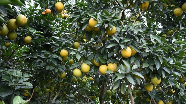 Chú trọng xây dựng mô hình kinh tế xanh, nâng cao thu nhập cho người dân