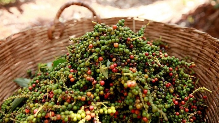 Giá tiêu hôm nay 4/3: Giảm mạnh 2.000 - 2.500 đồng/kg, thị trường chịu áp lực nguồn cung vụ mới