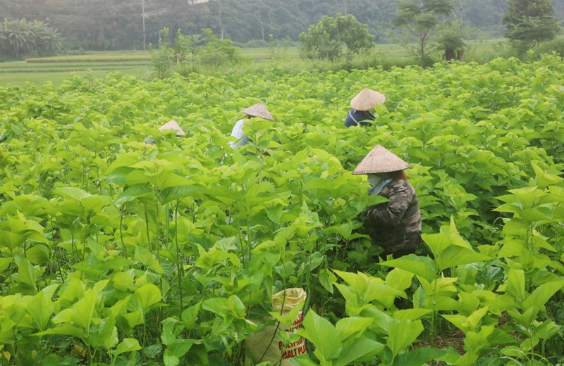 Lào Cai thúc đẩy liên kết sản xuất, phát triển nông nghiệp bền vững