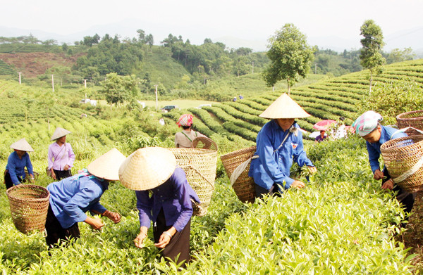 Lào Cai thúc đẩy liên kết sản xuất, phát triển nông nghiệp bền vững