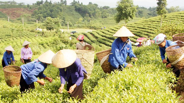 Lào Cai thúc đẩy liên kết sản xuất, phát triển nông nghiệp bền vững