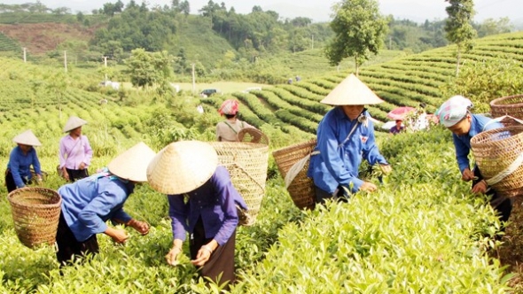 Lào Cai thúc đẩy liên kết sản xuất, phát triển nông nghiệp bền vững