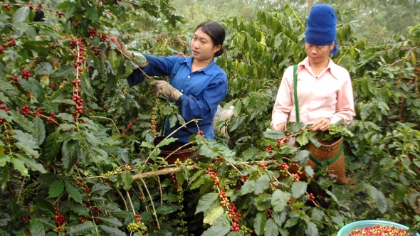Điện Biên: Đẩy mạnh chuyển đổi cơ cấu cây trồng, hình thành vùng sản xuất tập trung