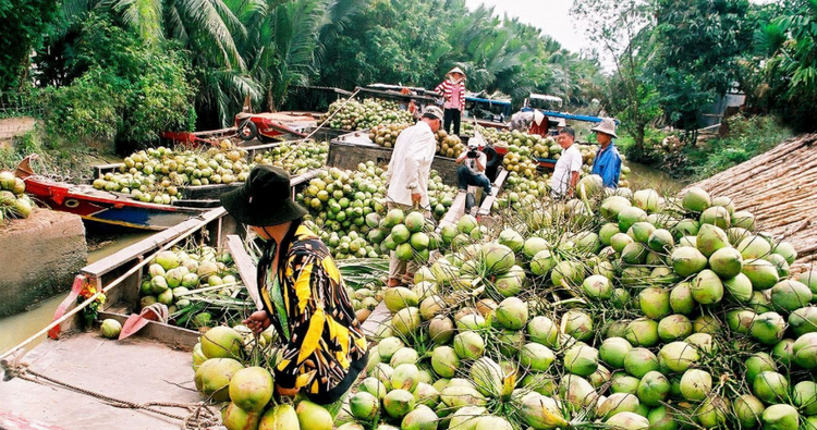 Vĩnh Long: Hiệu quả kinh tế cao nhờ tái cấu trúc ngành dừa