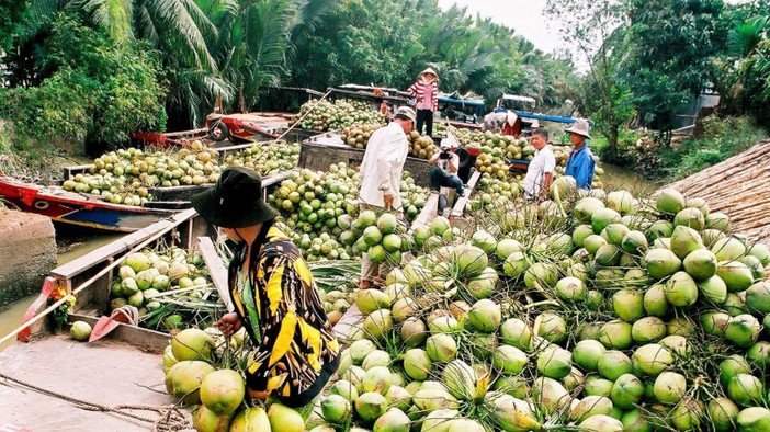 Vĩnh Long: Hiệu quả kinh tế cao nhờ tái cấu trúc ngành dừa
