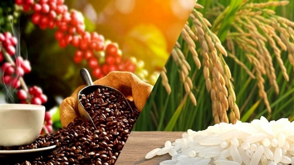 Giá nông sản hôm nay 6/3: Cà phê và hồ tiêu đồng loạt tăng, gạo ổn định, sầu riêng giữ giá cao