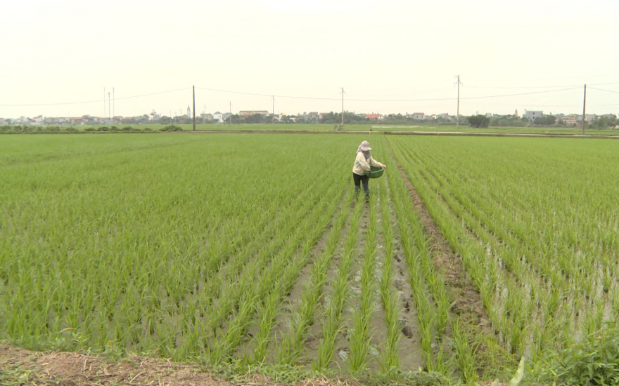 Xu hướng canh tác lúa giảm phát thải