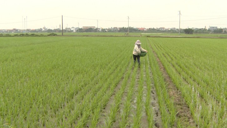 Xu hướng canh tác lúa giảm phát thải