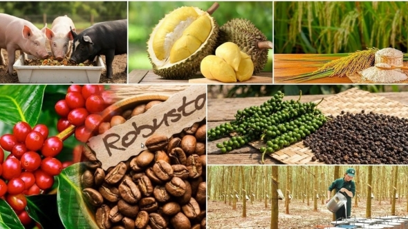 Giá nông sản hôm nay 9/3: Cà phê tăng mạnh, hồ tiêu nhích lên; lúa gạo ổn định