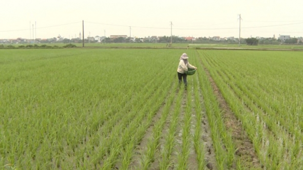 Xu hướng canh tác lúa giảm phát thải