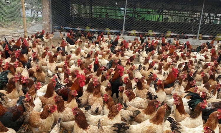 Kinh tế trang trại, gia trại tạo động lực phát triển nông thôn