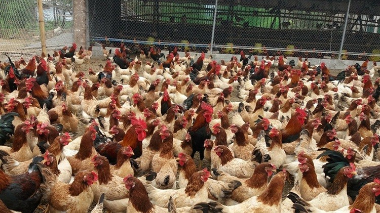 Kinh tế trang trại, gia trại tạo động lực phát triển nông thôn