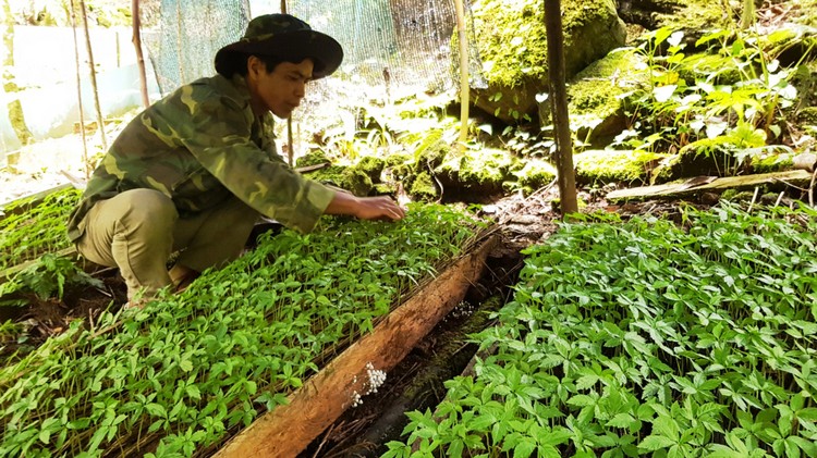 Đà Nẵng hướng tới xây dựng trung tâm công nghiệp dược liệu