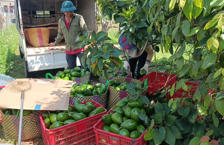 Đắk Lắk: Phát triển nông nghiệp theo hướng bền vững từ cây trồng chủ lực