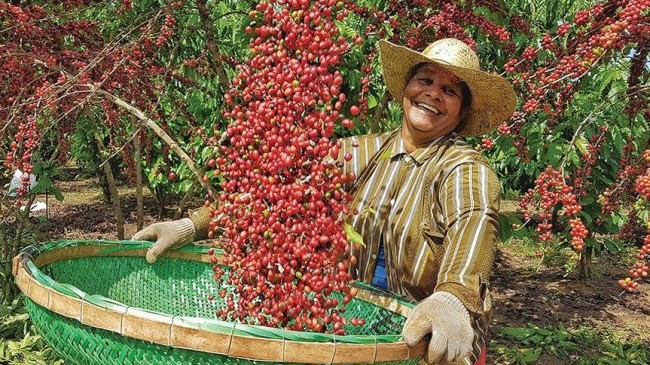 Ngày 1/10 hằng năm trở thành Ngày quốc tế cà phê