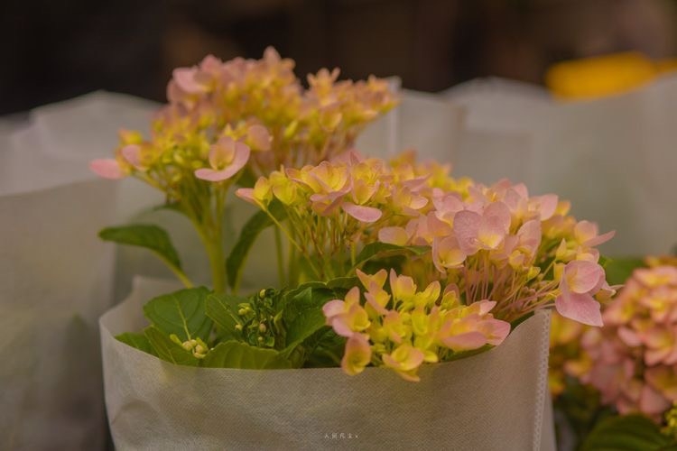 Tử vi vòng quay công nghệ ngày 13/3/2026: