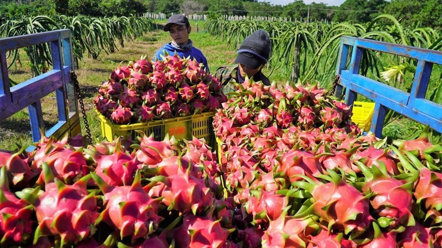 Đầu tư hạ tầng logistics, tăng sức cạnh tranh cho nông sản