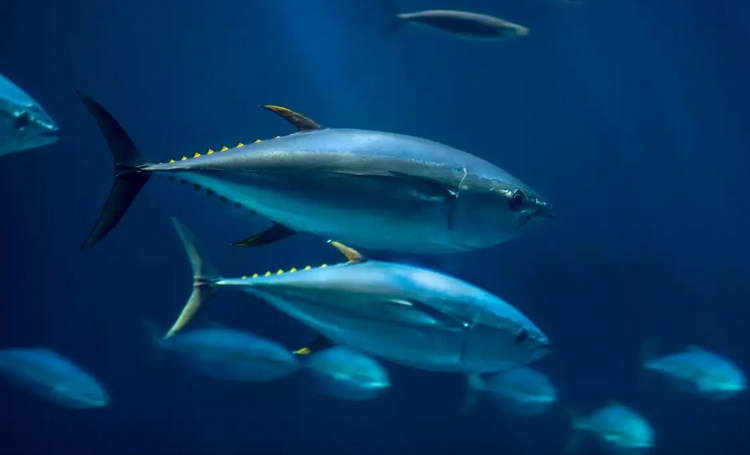 Biến đổi khí hậu khiến sản lượng cá suy giảm Biến đổi khí hậu khiến sản lượng cá suy giảm