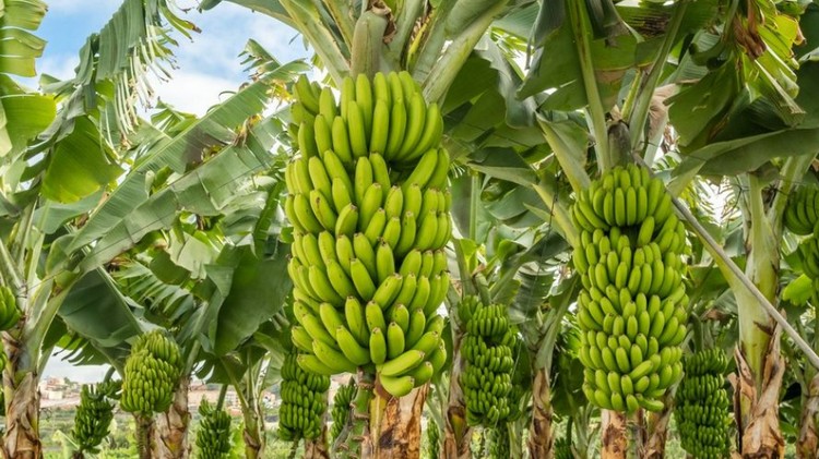 Tây Ninh: Đảm bảo an ninh lương thực, thúc đẩy phát triển nông nghiệp