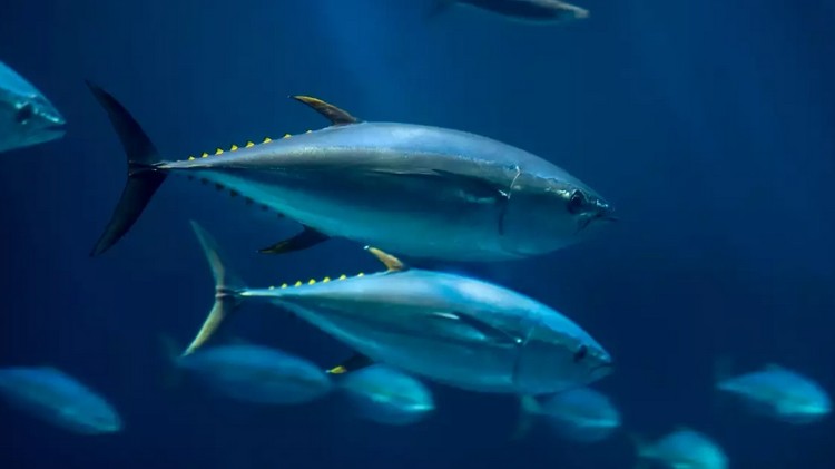 Biến đổi khí hậu khiến sản lượng cá suy giảm