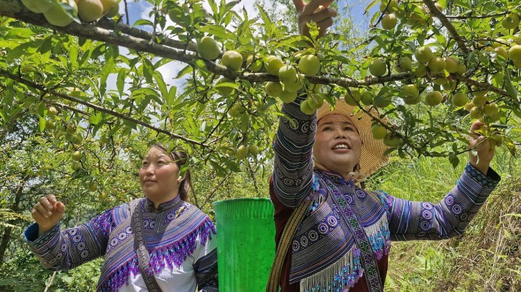 Tăng cường vai trò hợp tác xã trong phát triển kinh tế – xã hội